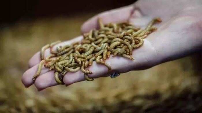 bocekler-gida-yada-ilac-olamaz